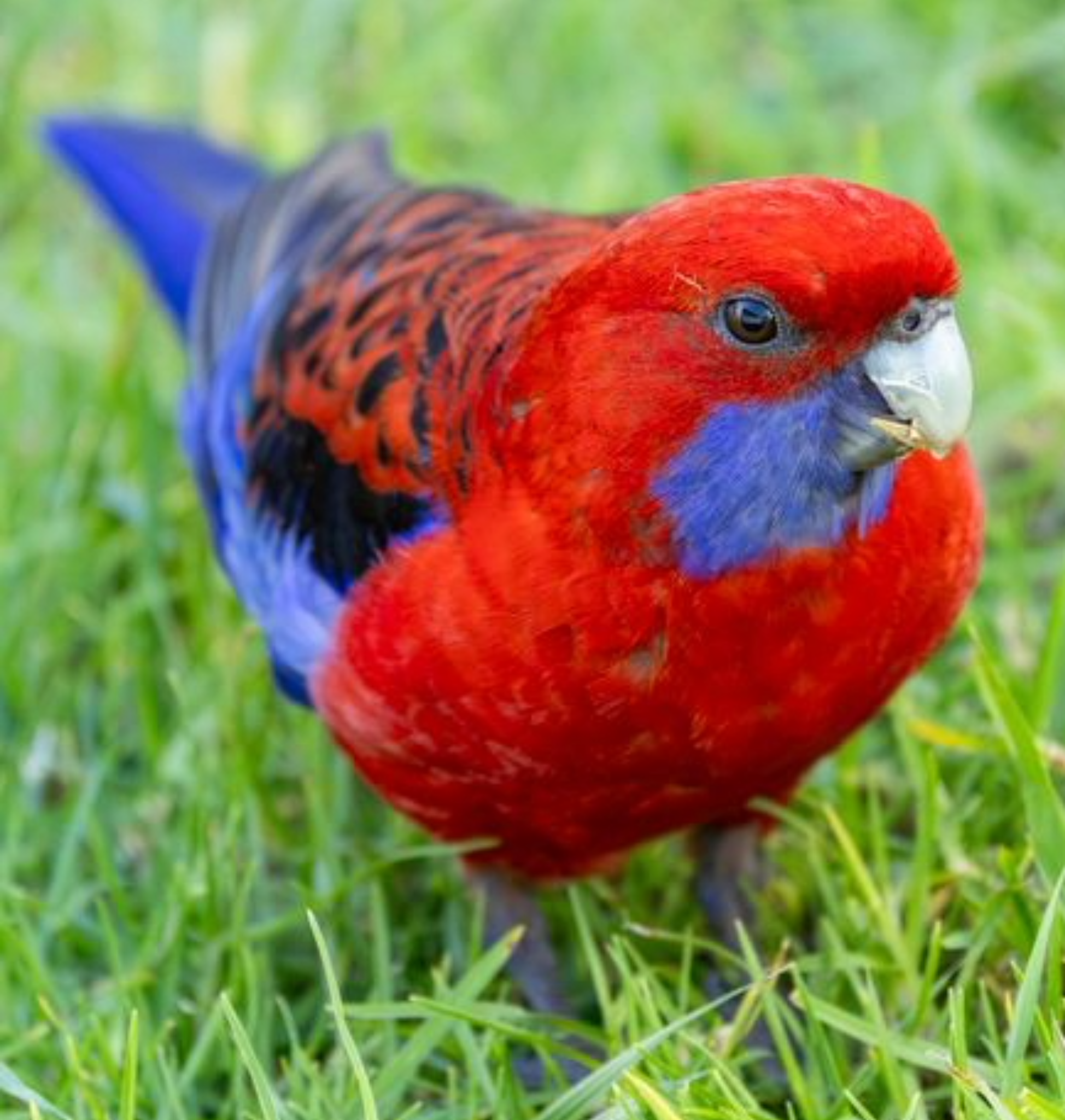 Crimson Rosella