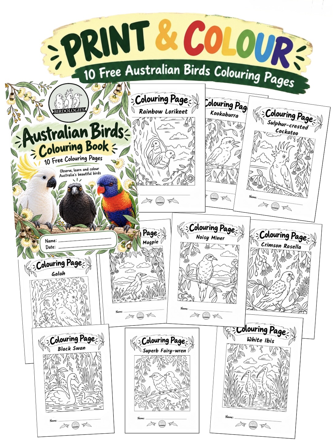 Birdologies 10 free Australian birds colouring pages