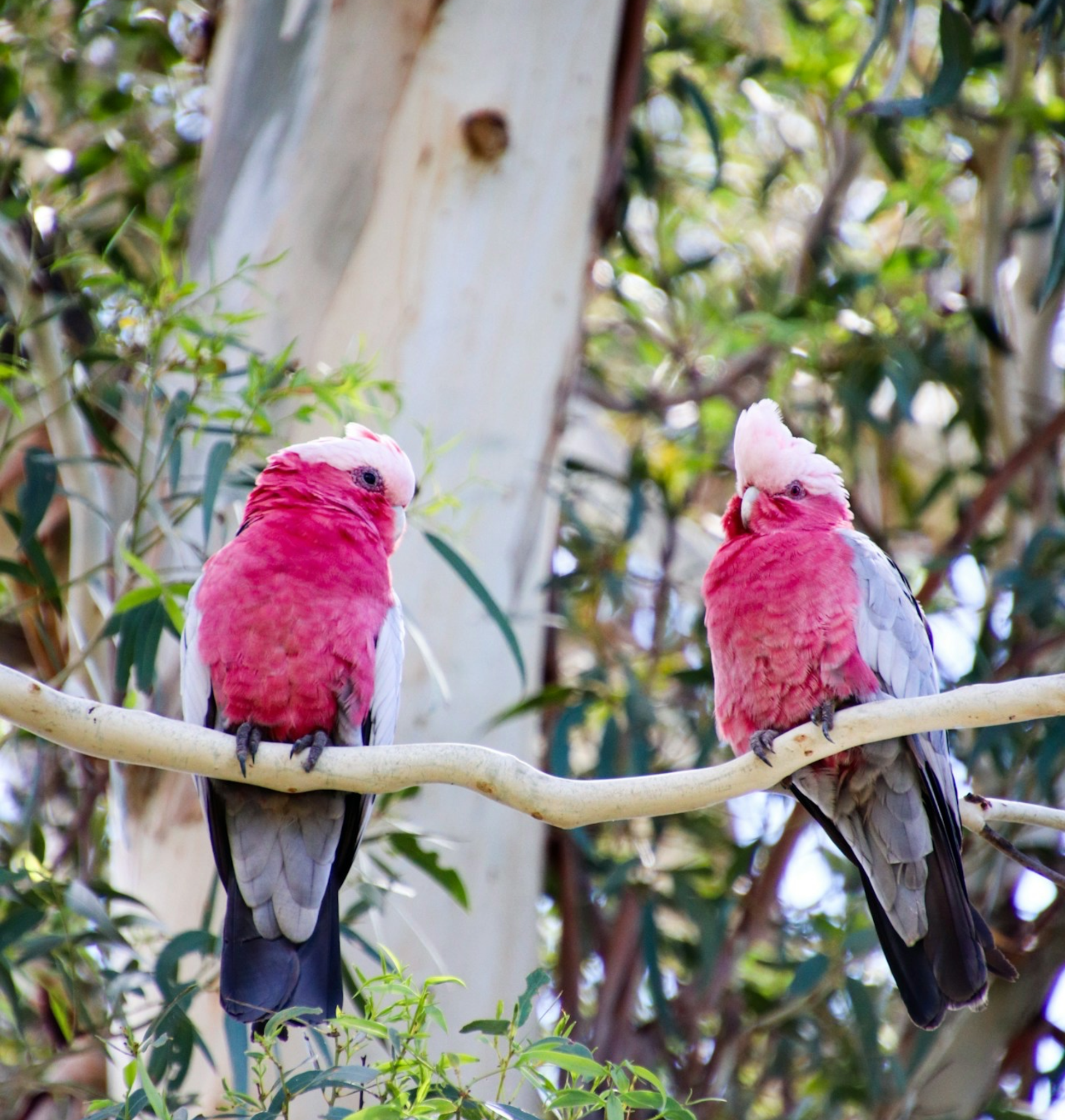 Galahs