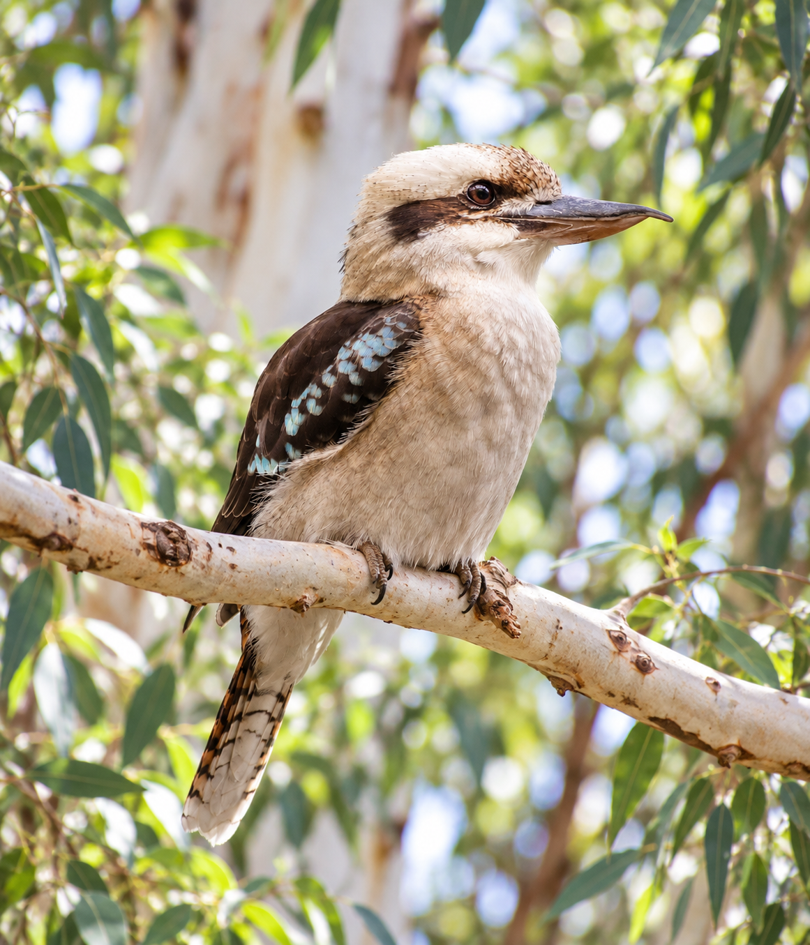 Laughing Kookaburra