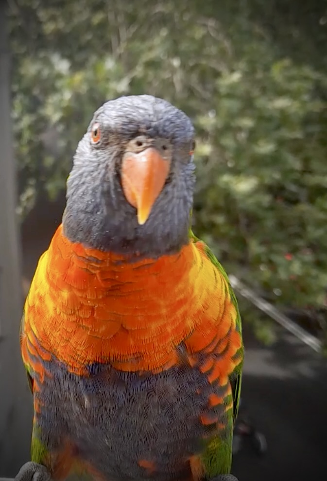 Rainbow Lorikeet