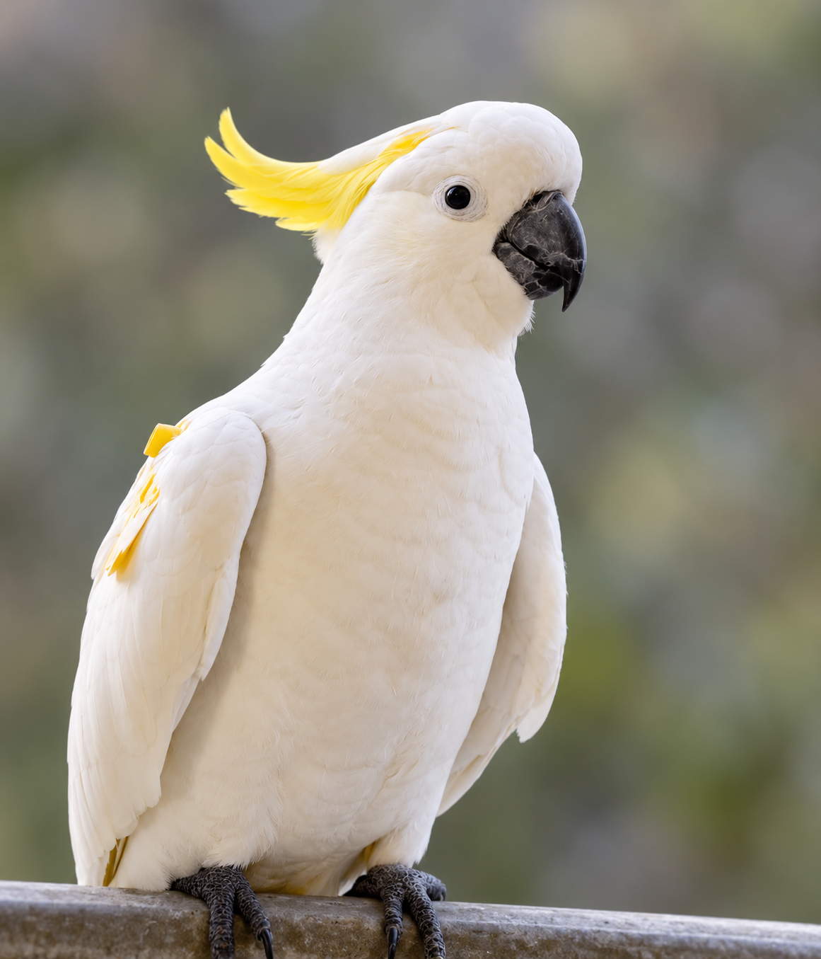 Sulphur-crested Cockatoo